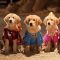 Super Buddies (2013)
