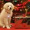 Santa Paws: En busca de Santa Claus (2010)