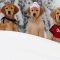 Snow Buddies Cachorros en la Nieve (2008)