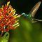 Disneynature: Alas de la Vida (2013)