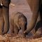 Disneynature: La Tierra (2007)