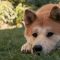 Hachiko: Siempre a tu lado (2009)