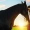 Flicka 3 (2012)
