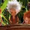 Arthur y los Minimoys (2006)