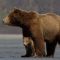 Disneynature: Osos (2014)