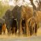 Disneynature: Elefante (2020)
