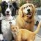 Como Perros y Gatos 3 (2020)