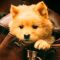 Hachiko 2: Siempre a tu lado (2023)