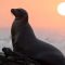 Disneynature: Leones Marinos de las Galápagos (2025)